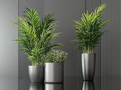 Modern Indoor Potted Green Leafy Plants with Different Heights in Gray Planters 3d model
