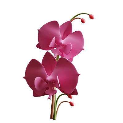 Pink Orchid Plant With Blooming Flowers Green Stem And Red Buds 3d model