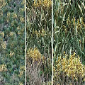 Vibrant Green Grass and Yellow Flowers Thriving in Natural Wild Meadow Field