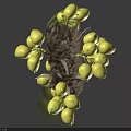 Fresh Green Oval Palm Fruits Clustered Naturally Hanging on Brown Branch