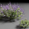 Two Lush Shrubs With Purple Flowers And Green Leaves In Gray Background