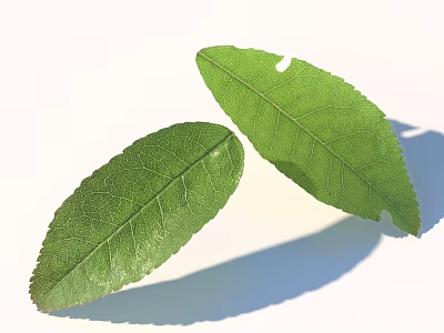 Two Fresh Green Leaves With Visible Veins And Natural Texture On White Background 3d model