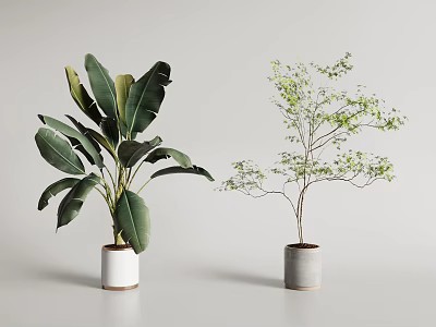 Modern Minimalist Potted Plants Large Leafy Green And Slender Small Leaf In White Gray Pots 3d model