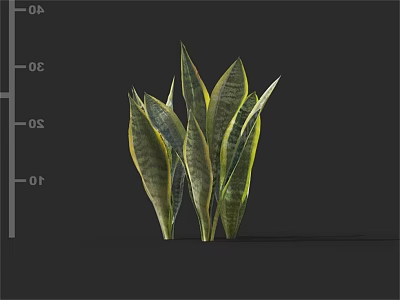 Green And Yellow Striped Snake Plant Leaves For Indoor Home Decoration 3d model