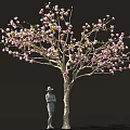Beautiful Tree With Pink Blossoms And Person Wearing Hat Standing Below