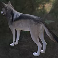 Gray Wolf Standing On Green Grass Field With Trees In Background 3d model