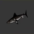 Grey Shark with Reflection on Dark Background in Studio Setting Showing Sleek Body 3d model