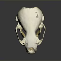 White Animal Skull With Detailed Teeth And Hollow Structure On Dark Background