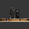 Two Small Dogs Sitting Together on Table with Gear and Clock Patterns 3d model