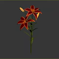 Red Lily With Two Blooming Flowers Two Buds Green Stem And Leaves On Gray Background