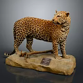 Detailed Cheetah Taxidermy Mount Standing On Rock With Information Plaque
