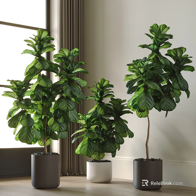 Indoor Fiddle Leaf Fig Potted Plants With Large Green Leaves Near Window 3d model 