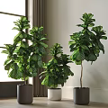 Indoor Fiddle Leaf Fig Potted Plants With Large Green Leaves Near Window