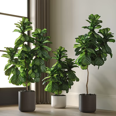 Indoor Fiddle Leaf Fig Potted Plants With Large Green Leaves Near Window 3d model
