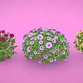 Colorful Spherical Flowering Bushes With Red Purple Yellow Blooms And Green Leaves On Pink Background