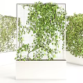 Lush Green Vines Climbing On Vertical Metal Grids In White Planters
