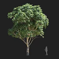 Tall Lush Green Tree With Dense Foliage Strong Trunk And Human Figure For Scale