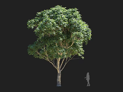 Tall Lush Green Tree With Dense Foliage Strong Trunk And Human Figure For Scale 3d model
