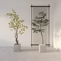 Bonsai Trees In Gray Square Pots Against White Wall With Black Frame Screen 3d model