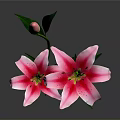 Vibrant Pink Lilies With Blooming Flowers Bud And Green Leaves Arrangement