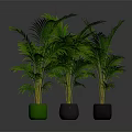 Lush Green Palm Plants In Green And Black Pots Against Dark Background