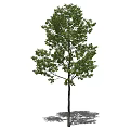 Tall Arbor with Lush Green Leaves and Dark Trunk Casting Shadow 3d model