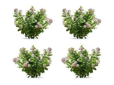 Lush Pink Flowering Shrubs With Green Leaves And Dense Foliage 3d model