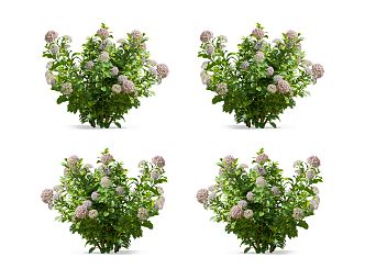 Modern Hydrangea Flowers 3d model