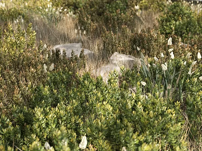 Lush Green Plants And White Flowers In Natural Rocky Garden Setting 3d model