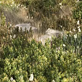 Lush Green Plants And White Flowers In Natural Rocky Garden Setting