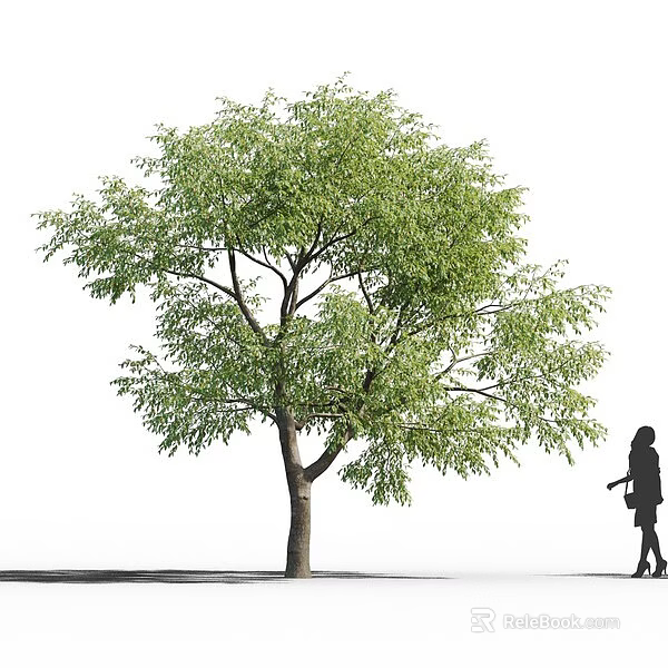 Arbor With Vibrant Green Leaves And Thick Trunk Next To Pedestrian Walking By 3d model 