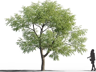 Arbor With Vibrant Green Leaves And Thick Trunk Next To Pedestrian Walking By 3d model
