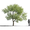 Arbor With Vibrant Green Leaves And Thick Trunk Next To Pedestrian Walking By