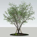 Tall Arbor With Multiple Trunks Green Leaves Supported by Stakes on Grass