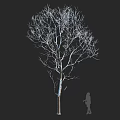 Deciduous Arbor With Bare Branches And Silhouette Figure Against Dark Background 3d model