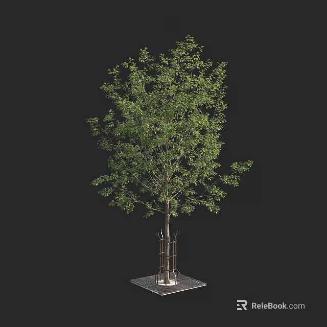 Lush Green Arbor With Slender Trunk And Support Stakes On Grid Base 3d model