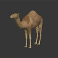 Realistic Standing Brown Camel With Reflection On Dark Background Surface
