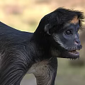 Reptile In Natural Habitat With Long Tail And Scaly Skin Features
