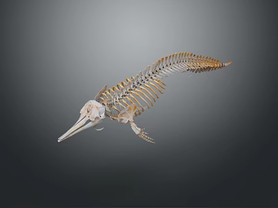 Detailed Marine Animal Skeleton With Long Snout Streamlined Structure On Gray Background 3d model