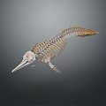 Detailed Marine Animal Skeleton With Long Snout Streamlined Structure On Gray Background