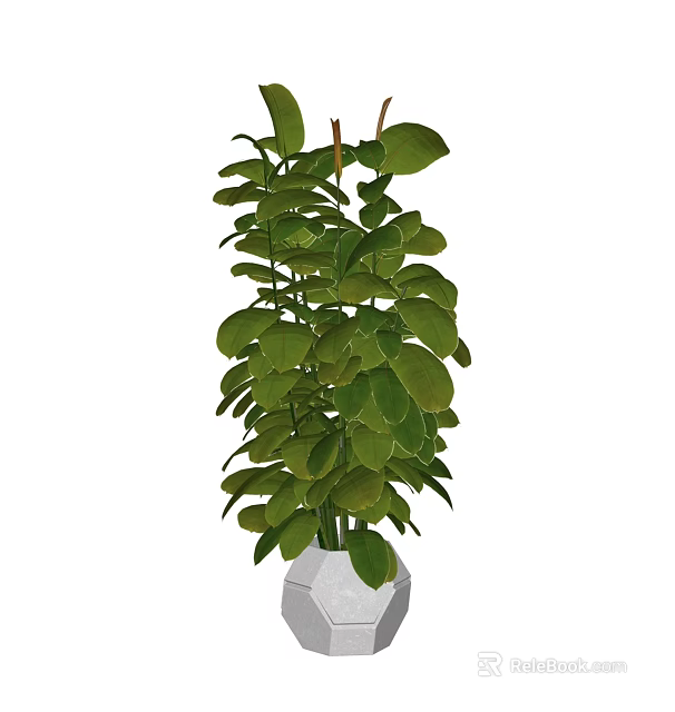 Bonsai Potted Plant With Lush Green Leaves In Hexagonal White Pot For Indoor Decor 3d model 