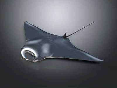 Manta Ray Unique Graceful Marine Animal With Broad Pectoral Fins And Long Tail 3d model