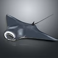 Manta Ray Unique Graceful Marine Animal With Broad Pectoral Fins And Long Tail