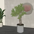 Indoor Arbor With Lush Green Leaves In Gray Cylindrical Pot And Circular Wall Decor