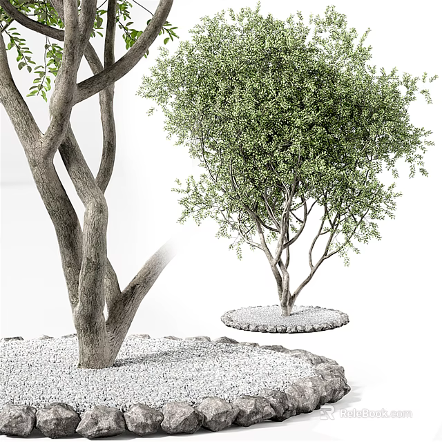 Ornamental Arbor With Thick Trunk Green Leaves And Circular Gravel Base 3d model 