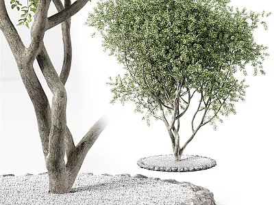 Ornamental Arbor With Thick Trunk Green Leaves And Circular Gravel Base 3d model