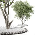 Ornamental Arbor With Thick Trunk Green Leaves And Circular Gravel Base