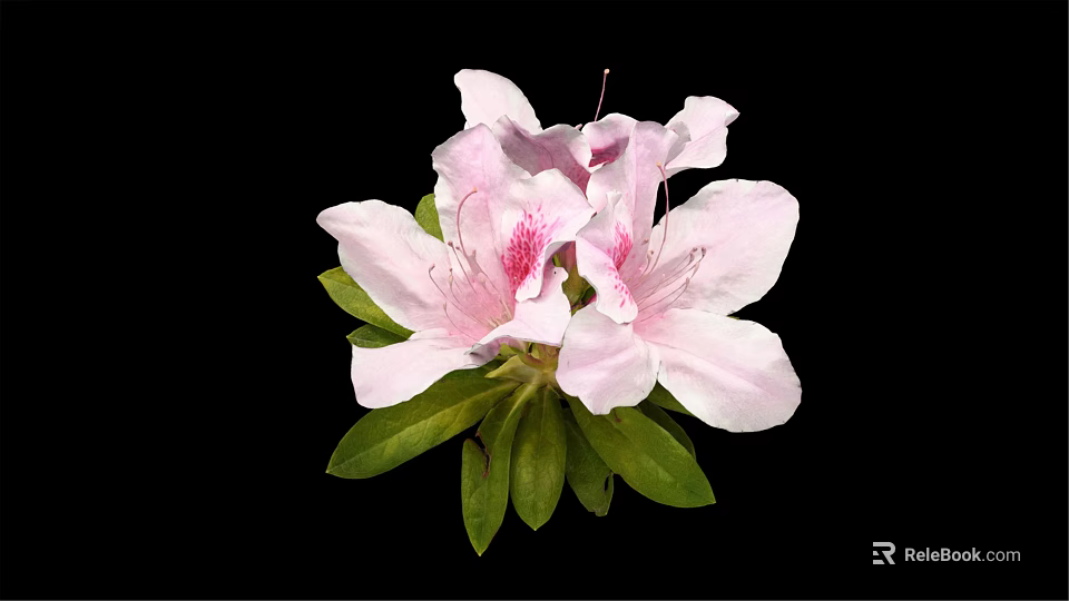 Beautiful Pink Azalea Flower With Soft Petals And Green Leaves 3d model 