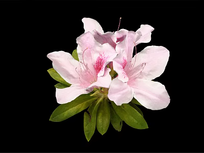Beautiful Pink Azalea Flower With Soft Petals And Green Leaves 3d model