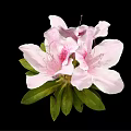 Beautiful Pink Azalea Flower With Soft Petals And Green Leaves